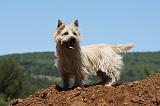 CAIRN TERRIER 479
